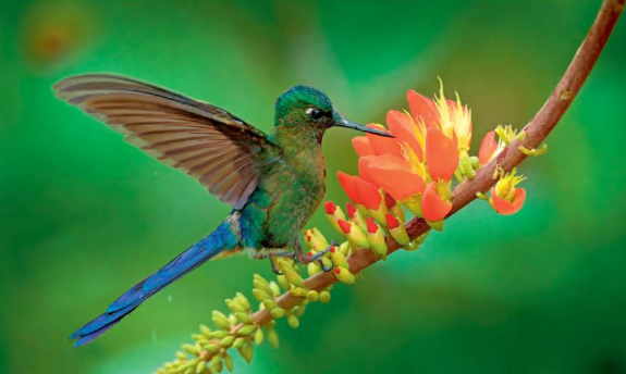 Colombia, a paradise for bird lovers 7 bird post
