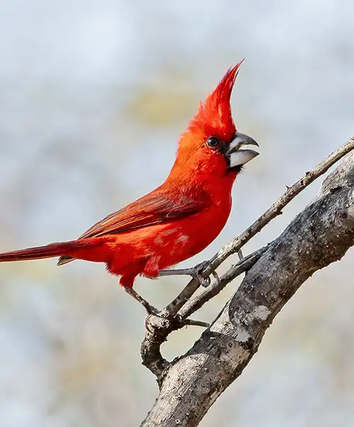 caribbean-birds-cat