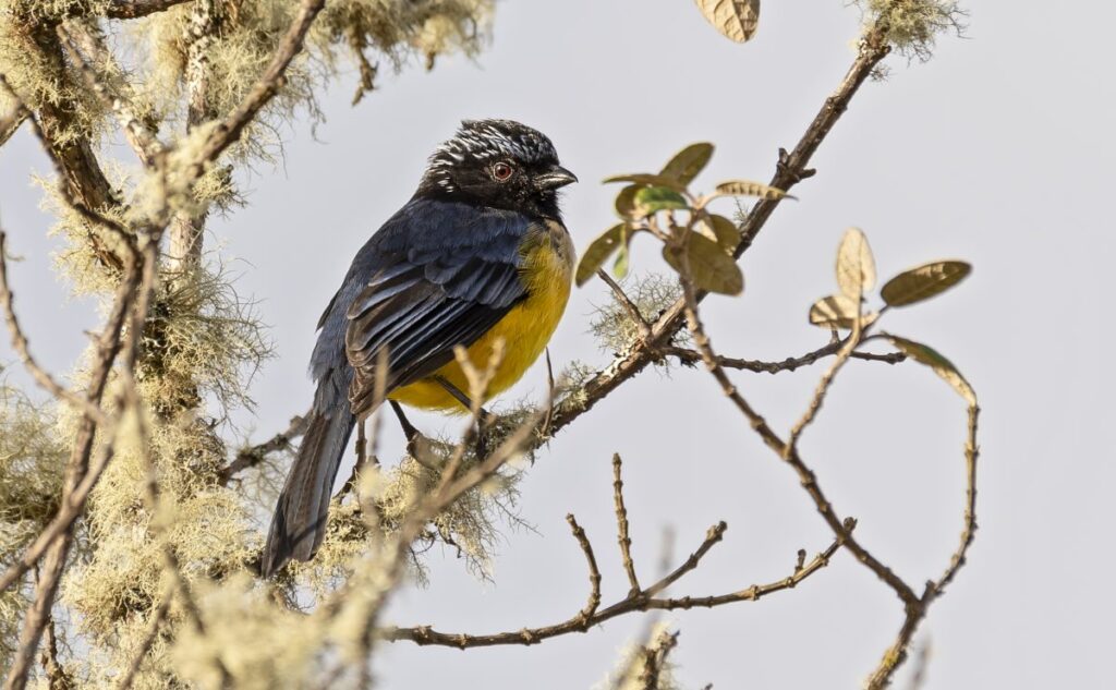 Dubusia taeniata — Buff-breasted Mountain Tanager