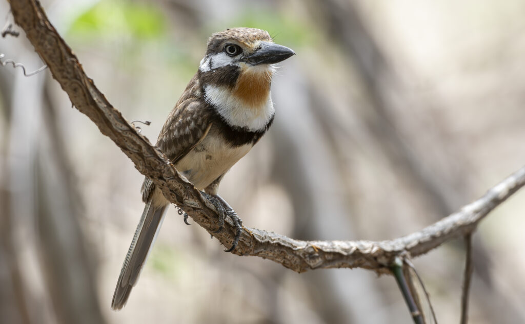 Top Birds of Colombia’s Northern Caribbean