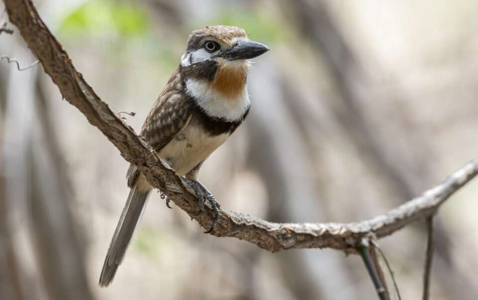Hypnelus ruficollis — Russet-throated Puffbird