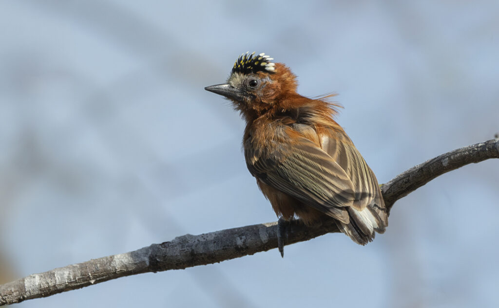 picumnus cinnamomeus 1