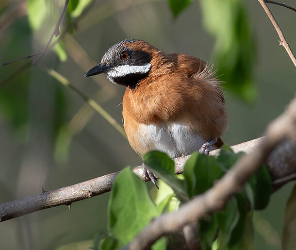 Synallaxis candei — White-whiskered Spinetail